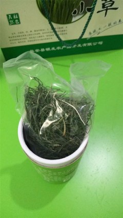 銀發食品【廠家直銷】(圖)|養生麥苗茶好喝嗎|養生麥苗茶